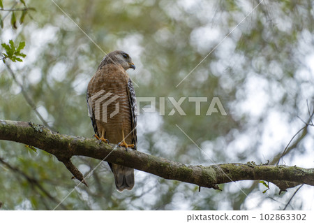 The red-shouldered hawk bird perching on a tree branch looking for prey to hunt in summer forest 102863302