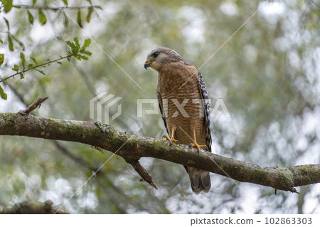 The red-shouldered hawk bird perching on a tree branch looking for prey to hunt in summer forest 102863303