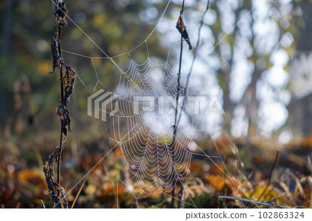 Spider net outdoors on sunny summer or autumn day. Natural wild life 102863324