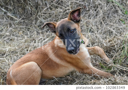 rescued male puppy rescued male puppy 102863349