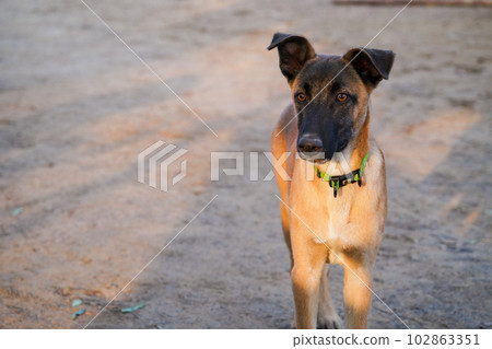 rescued male puppy 102863351