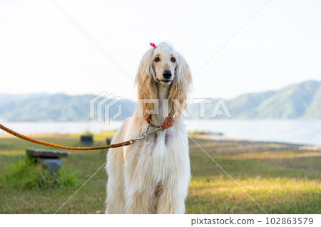 Afghan hound walking on Lake Biwa 102863579