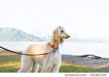 Afghan hound walking on Lake Biwa 102863580