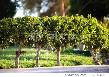 Neatly trimmed low trees growing along path in the park in summer. Gardening and landscaping concept 102863708