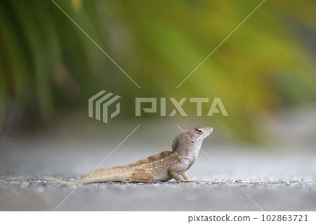 Macro closeup of blown alone lizard warming on summer sun. Anolis sagrei small reptile in native to Florida USA Macro closeup of blown alone lizard warming on summer sun. Anolis sagrei small reptile in native to Florida USA 102863721