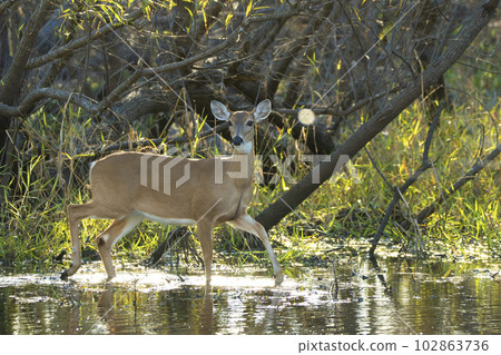 Key Deer in natural habitat in Florida state park Key Deer in natural habitat in Florida state park 102863736