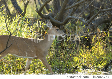 Key Deer in natural habitat in Florida state park Key Deer in natural habitat in Florida state park 102863737