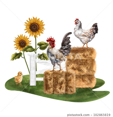 A farmer's composition of stacks of fragrant hay, colorful sunflowers, yellow chicken, chicken and rooster in a meadow. For postcards, textiles, booklets, banners, stickers. Digital illustration A farmer's composition of stacks of fragrant hay, colorful sunflowers, yellow chicken, chicken and rooster in a meadow. For postcards, textiles, booklets, banners, stickers. Digital illustration 102863819