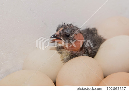 Small fluffy dark cute necked chicken chick close-up in hatching eggs 102863837