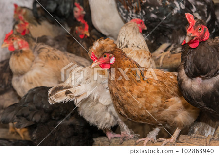 Group of domestic chickens hens on perch for birds in the barn. Poultry farming Group of domestic chickens hens on perch for birds in the barn. Poultry farming 102863940