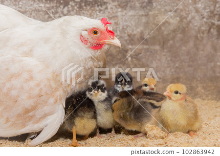 White homemade country chicken hen with a group of chickens in a barn, close up 102863942