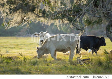 Feeding of cattle on farmland grassland. Milk cows grazing on green farm pasture on warm summer day Feeding of cattle on farmland grassland. Milk cows grazing on green farm pasture on warm summer day 102863978