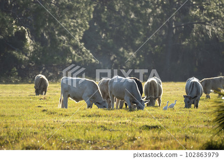 Feeding of cattle on farmland grassland. Milk cows grazing on green farm pasture on warm summer day 102863979