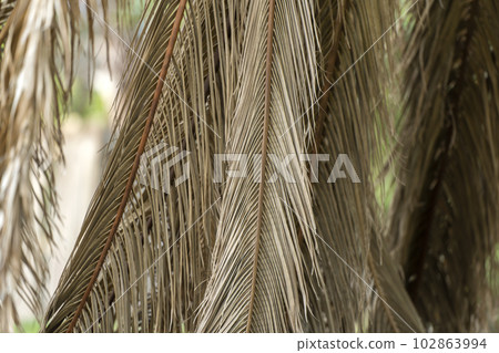 Dry dead palm tree on Florida home backyard 102863994