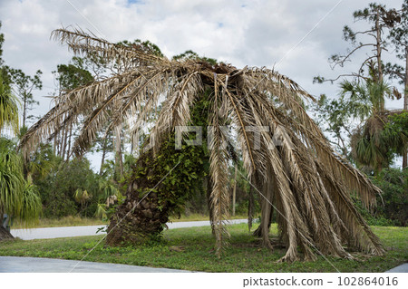 Dead palm tree with dry branches on Florida home backyard. Tree removal concept 102864016