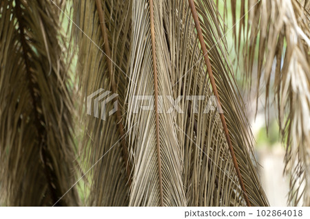 Dead palm tree with dry branches on Florida home backyard. Tree removal concept Dead palm tree with dry branches on Florida home backyard. Tree removal concept 102864018
