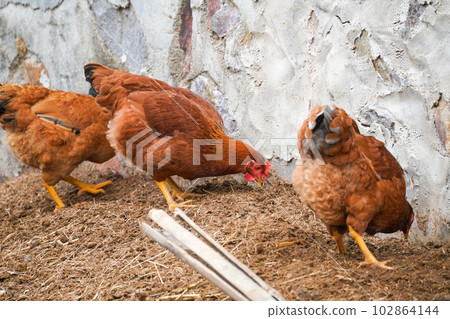 free-range chickens 102864144