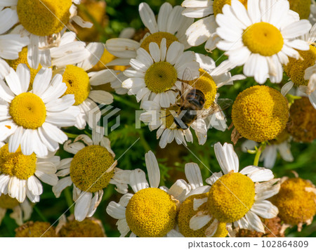 A syrphid fly perched on white chamomile flowers on a summer day. White wildflowers. Pollination of plants by insects. bee-like flie perched on white daisy in close up photography 102864809