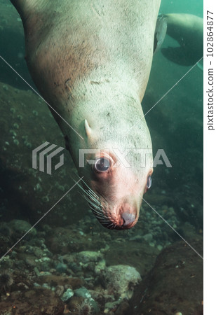 Sea Lion Swimming Underwater in the Pacific Ocean on the West Coast. Sea Lion Swimming Underwater in the Pacific Ocean on the West Coast. 102864877
