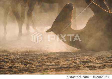 horse sand bath horse sand bath 102864937