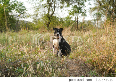 坐在灌木叢中的比特犬 102864940