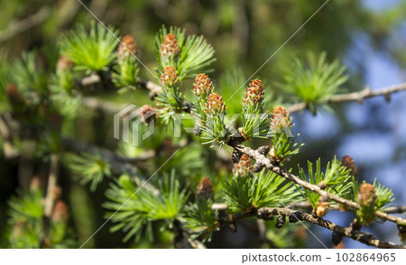 In summer with a macro closeup of a pine tree with small young pink red cones in the park 102864965