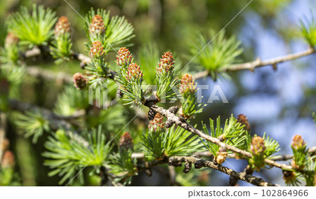 Ovulate cones strobiles of larch tree, spring, end of May Ovulate cones strobiles of larch tree, spring, end of May 102864966