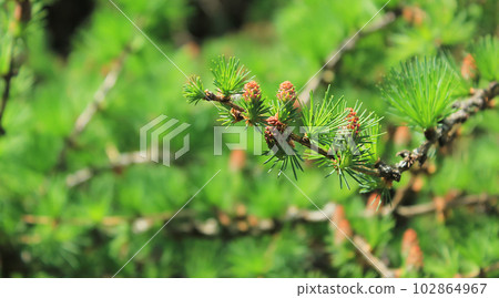 Larch tree fresh pink cones blossom at spring on nature background. Branches with young  102864967