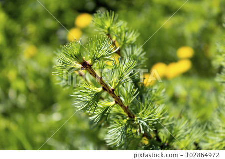 Larch branch on a blurred background of greenery in early spring 102864972
