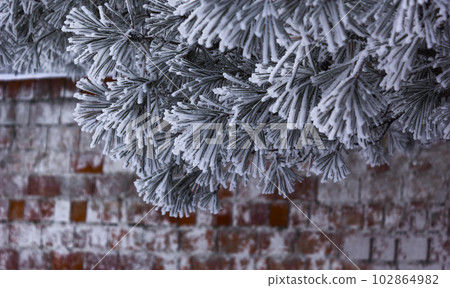 A branch of needles in hoarfrost on a brick background. In winter, in snowy weather, the branches  102864982