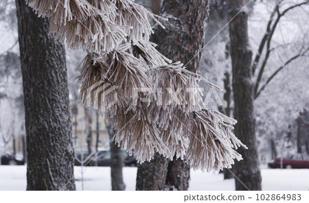A branch of needles in hoarfrost in the park. In winter, in snowy weather, the branches  102864983