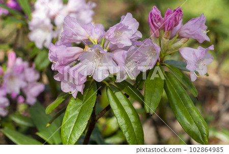 The name of these flowers is Rhododendron. These rhododendrons are called Happy Day. The scientific The name of these flowers is Rhododendron. These rhododendrons are called Happy Day. The scientific 102864985