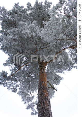 Snowy high crown of a pine tree isolated against the background of the sky in a winter portrait Snowy high crown of a pine tree isolated against the background of the sky in a winter portrait 102864986