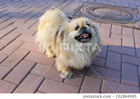 Cute mixed breed Pomeranian Pekingese puppy on the sidewalk in the city 102864995