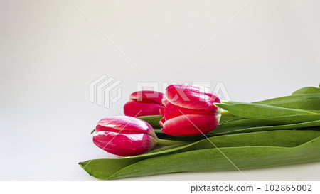 three beautiful tulips, isolated on white background 102865002