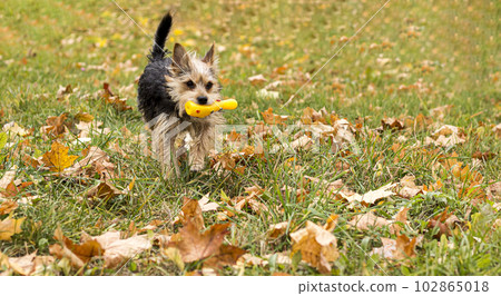 Cute happy puppy running on autumn foliage with yellow toy 102865018