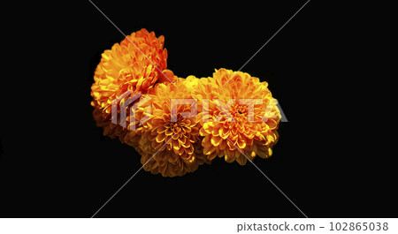 Marigolds on black isolated background Tagetes erecta, Mexican marigolds, Aztec marigolds, Marigolds on black isolated background Tagetes erecta, Mexican marigolds, Aztec marigolds, 102865038