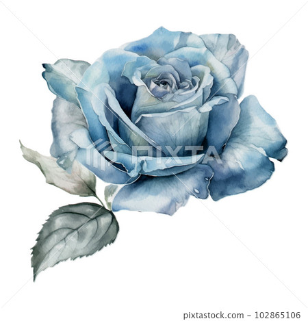 Blue Pastel Rose Flower Watercolor Illustration 102865106