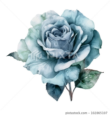 Blue Pastel Rose Flower Watercolor Illustration 102865107