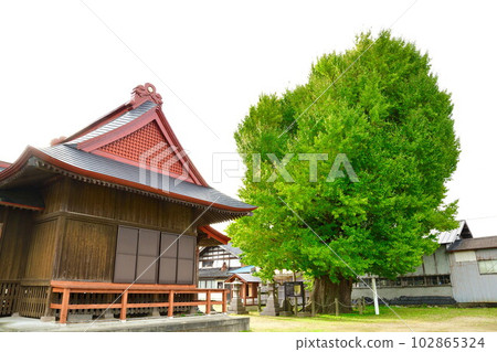 Ginkgo biloba from Kamigoya (Niigata Prefecture) Ginkgo biloba from Kamigoya (Niigata Prefecture) 102865324