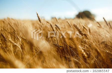 Amazing agriculture sunset landscape.Growth nature harvest. Wheat field natural product. Amazing agriculture sunset landscape.Growth nature harvest. Wheat field natural product. 102865547