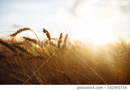 Amazing agriculture sunset landscape.Growth nature harvest. Wheat field natural product. 102865556