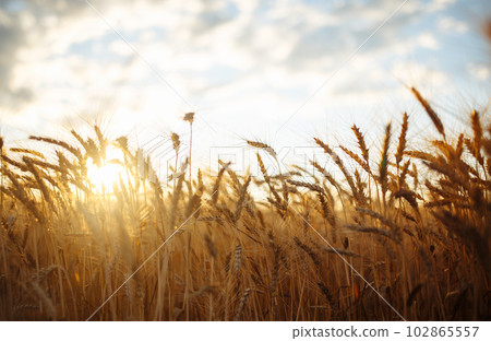 Amazing agriculture sunset landscape.Growth nature harvest. Wheat field natural product. 102865557