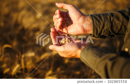 Amazing Hands Of A Farmer Close-up Holding A Handful Of Wheat Grains In A Wheat Field. 102865558