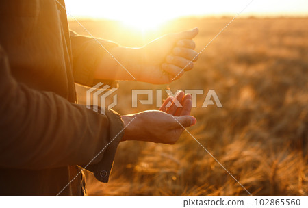 Amazing Hands Of A Farmer Close-up Holding A Handful Of Wheat Grains In A Wheat Field. Amazing Hands Of A Farmer Close-up Holding A Handful Of Wheat Grains In A Wheat Field. 102865560