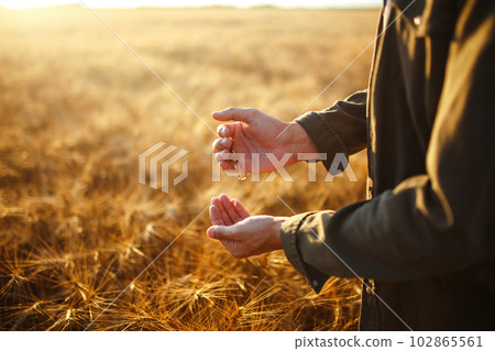 Amazing Hands Of A Farmer Close-up Holding A Handful Of Wheat Grains In A Wheat Field. Amazing Hands Of A Farmer Close-up Holding A Handful Of Wheat Grains In A Wheat Field. 102865561