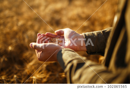 Amazing Hands Of A Farmer Close-up Holding A Handful Of Wheat Grains In A Wheat Field. Amazing Hands Of A Farmer Close-up Holding A Handful Of Wheat Grains In A Wheat Field. 102865565