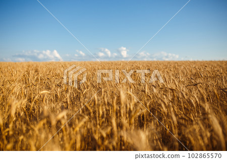 Close up nature photo Idea of rich harvest. Amazing backdrop of ripening ears of yellow wheat field 102865570