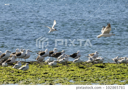 Gull and tern flock, Patagonia, Argentina Gull and tern flock, Patagonia, Argentina 102865781