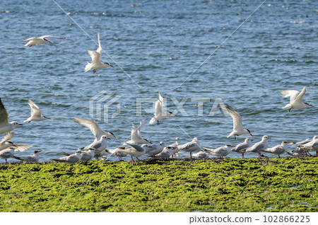 Gull and tern flock, Patagonia, Argentina Gull and tern flock, Patagonia, Argentina 102866225
